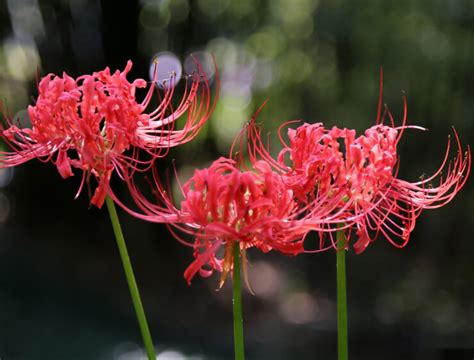 彼岸花有幾種顏色|彼岸花花語全解析！彼岸花不同地區、不同顏色意思大。